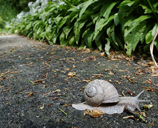 Schnecke auf dem Fussweg