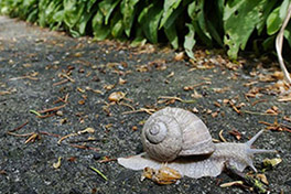 Schnecke auf dem Fussweg